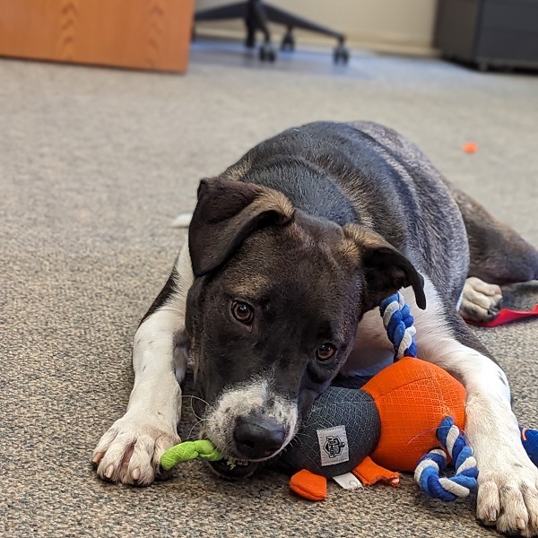 Dog with chew toy