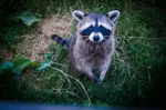 racoon in grass looking up at camera 