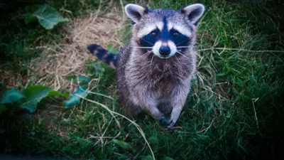 racoon in grass looking up at camera