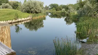 Nicholas Sheran park pond summer