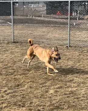 dog (Tank) running at dog park