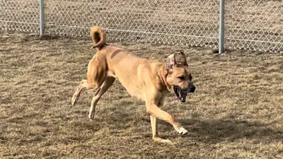 dog (Tank) running at dog park