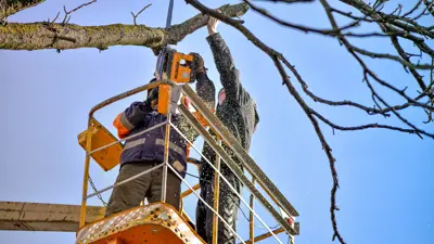 2 crew pruning tree