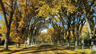 Fall Tree Canopy over Lethbridge residential street