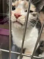 cat face in kennel