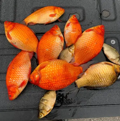 Group of Goldfish