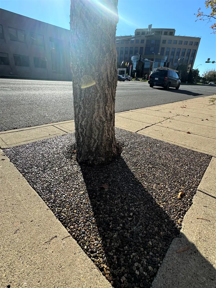 aggregate downtown new tree surround 2024