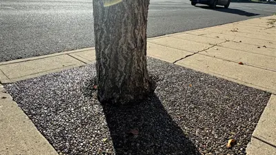 aggregate downtown new tree surround 2024