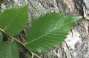 Elm tree leaves 