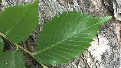 Elm tree leaves