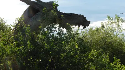 dog tree with foliage