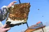 bee honey comb