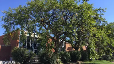 Elm Tree in Bloom