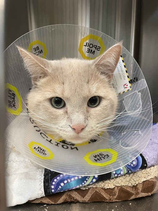 Cat with a cone